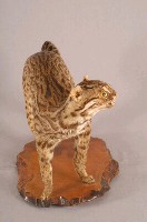 石虎藏品圖，第5張